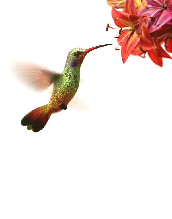 ASData kolibrík a červený kvet